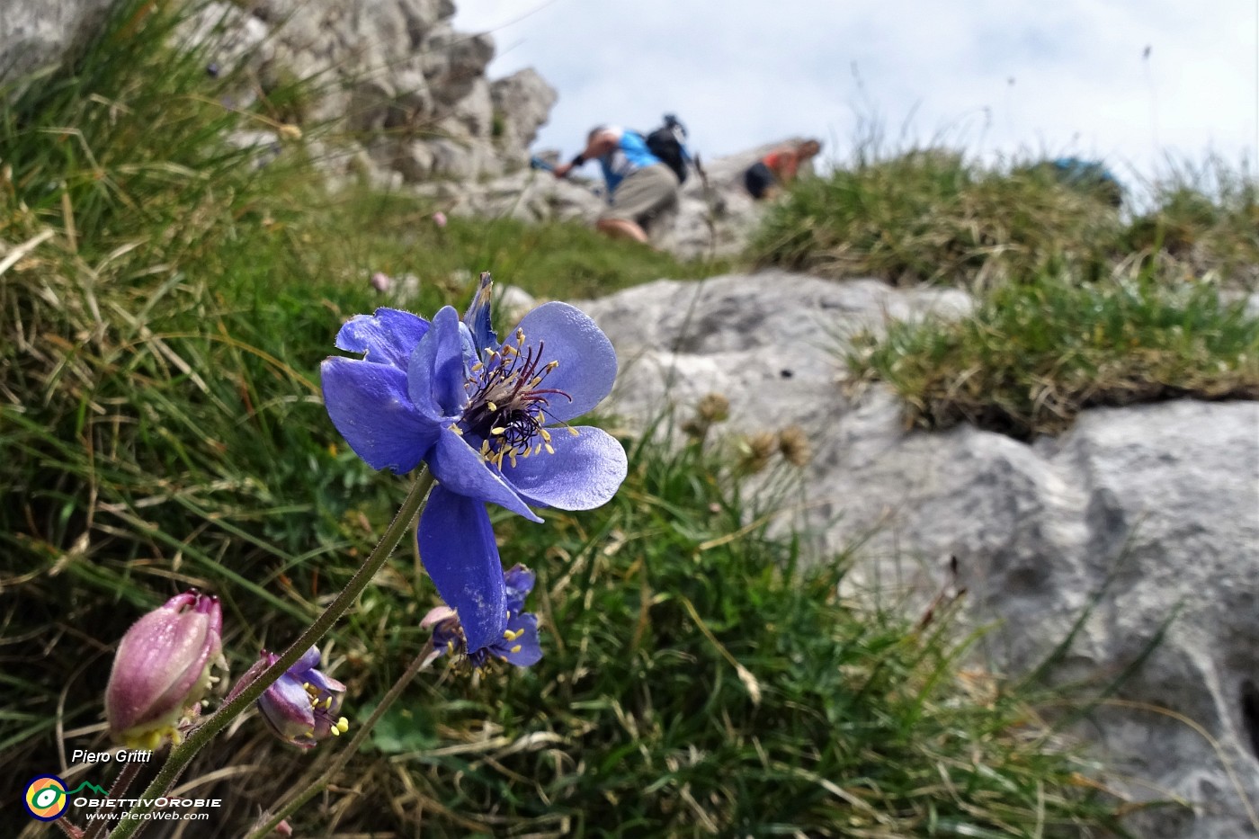 32 Aquilegia di Einsele (Aquilegia einseleana) nel ripido canalino.JPG